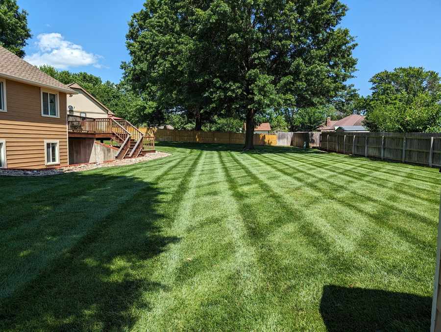 Freshly mowed backyard lawn with clean, even mowing stripes under a large shade tree